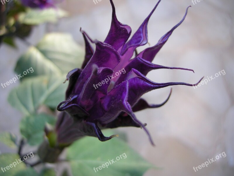 Angel Trumpet Blossom Bloom Datura Plant