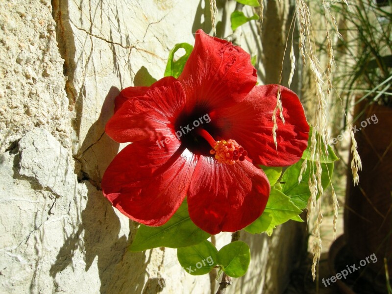 Hibiscus Blossom Bloom Flower Red