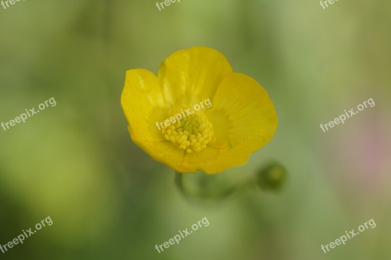 Buttercup Yellow Flower Blossom Bloom