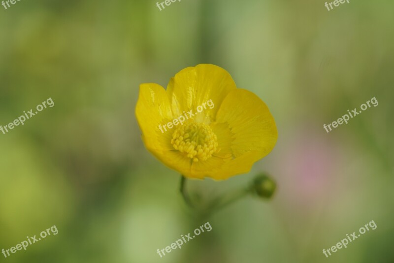 Buttercup Blossom Bloom Sharp Buttercup Yellow