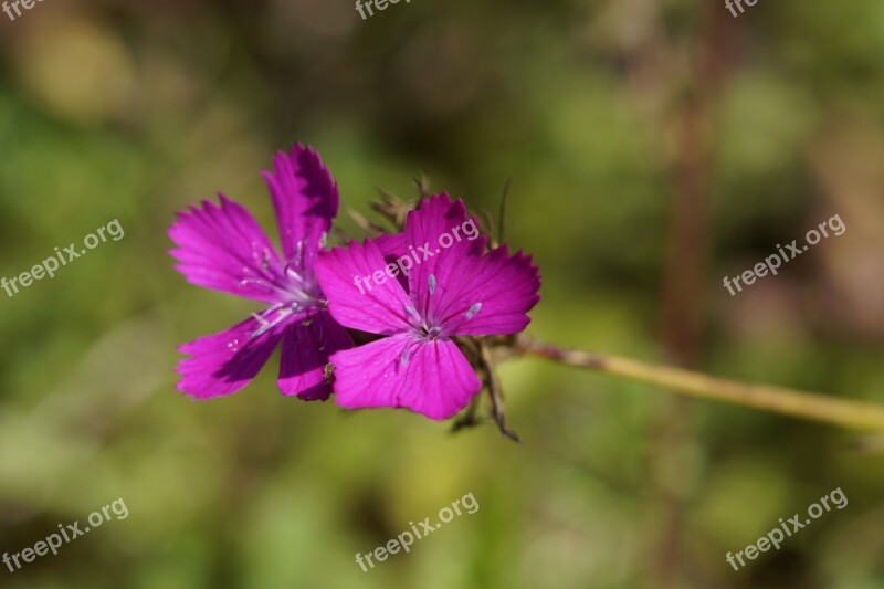 Carnation Campion Pointed Flower Wildwachsend Summer Flower