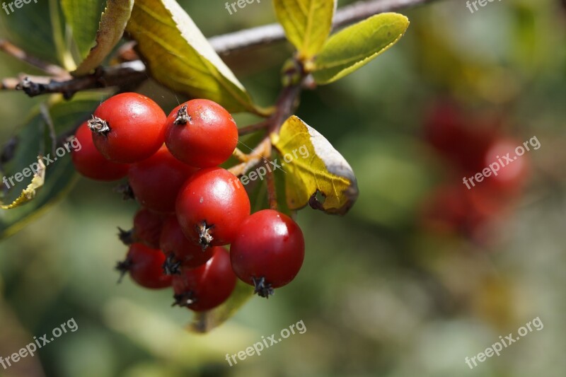 Haw Red Fruits Tree Berry Red