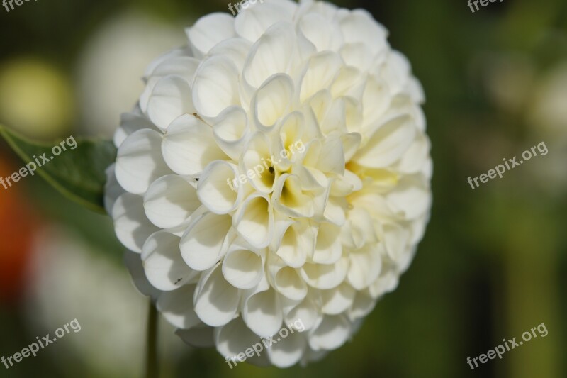 Dahlia Blossom Bloom Globose Flower