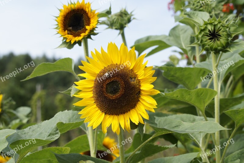 Sunflower Cottage Garden Flowers Bright Garden