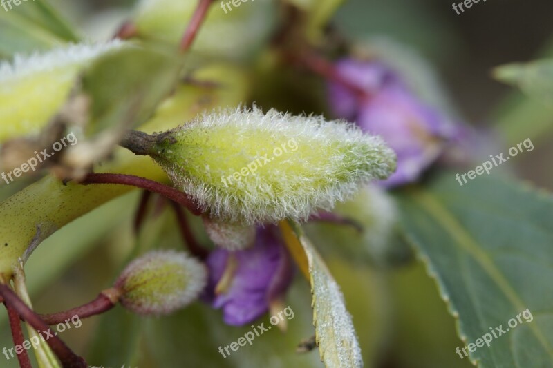 Capsule Boll Seeds Flower Plant