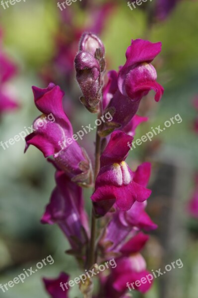 Snapdragon Loewenmaeulchen Flower Flowers Purple