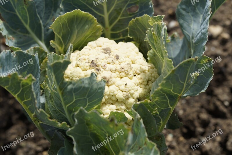 Cauliflower Grow Cultivation Bed Garden