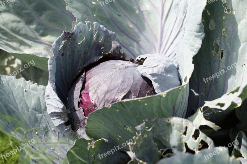 Red Cabbage Plant Vegetables Cultivation Grow