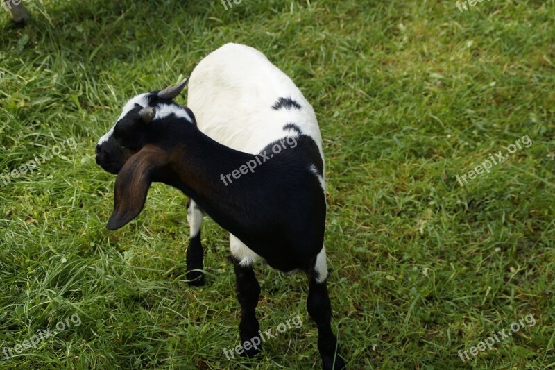 Goat Kid Pet Farm Domestic Goat