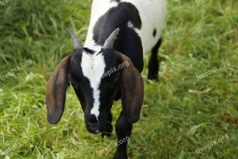 Goat Kid Young Animal Black And White Drawing