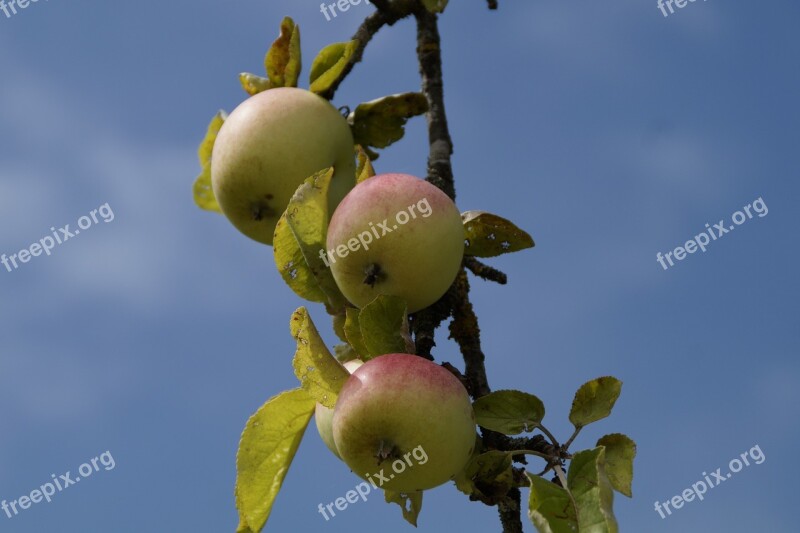 Apple Apple Tree Aesthetic Branches Fruit