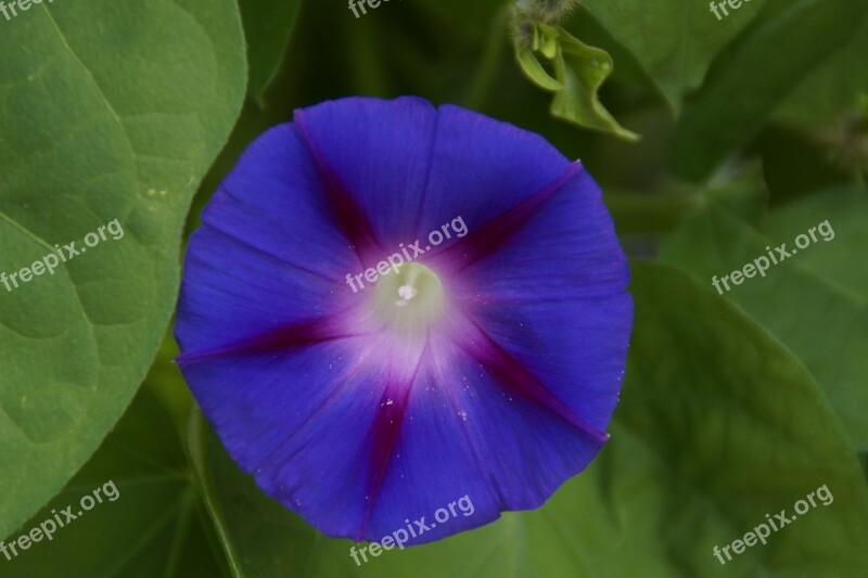 Vetch Blossom Bloom Flower Blue