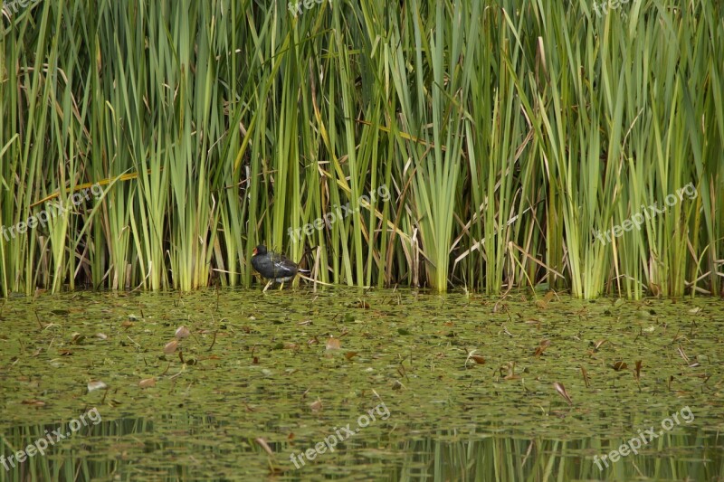 Ralle Lake Waters Pond Fouling