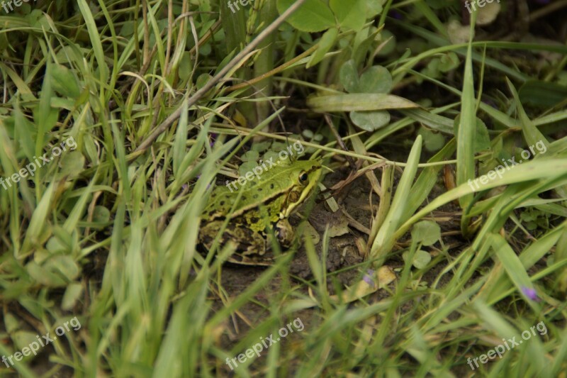 Frog Tree Frog Grass Meadow Green