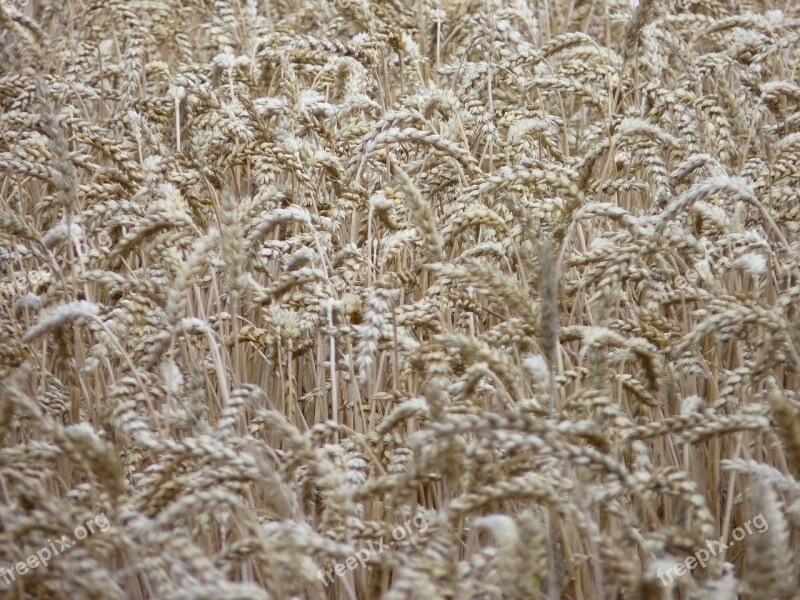 Cornfield Spike Harvest Summer Cereals