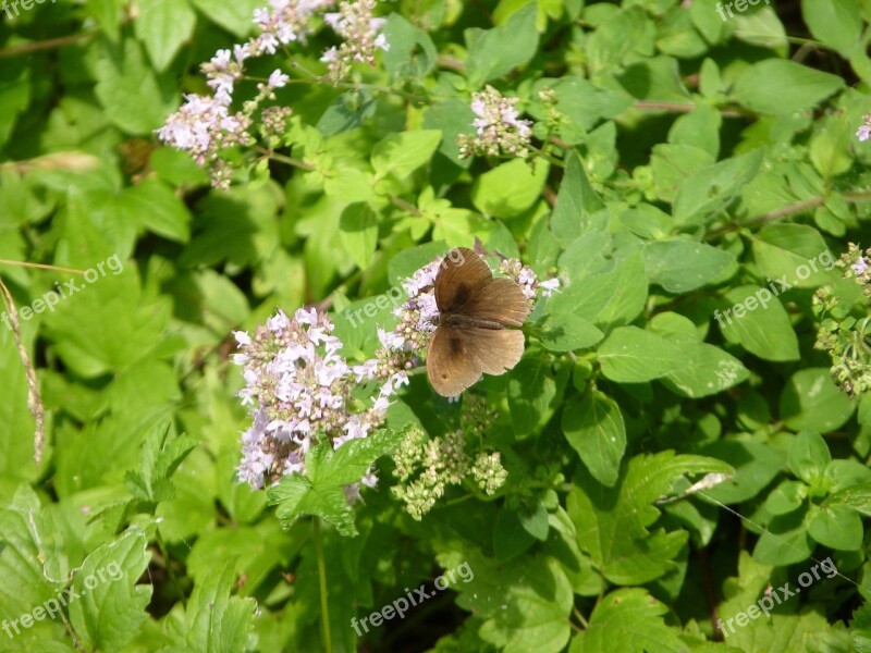 Meadow Brown Butterfly Insect Brown Free Photos