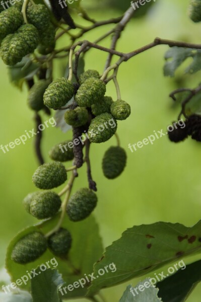 Alder Branch Branches Tap Close Up