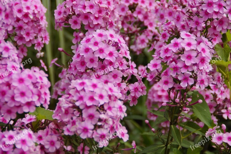 Phlox Pink Beautiful Farbenpracht Flowers