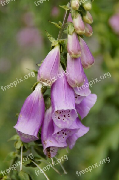 Thimble Toxic Medicinal Plant Digitalis Purpurea Blossom