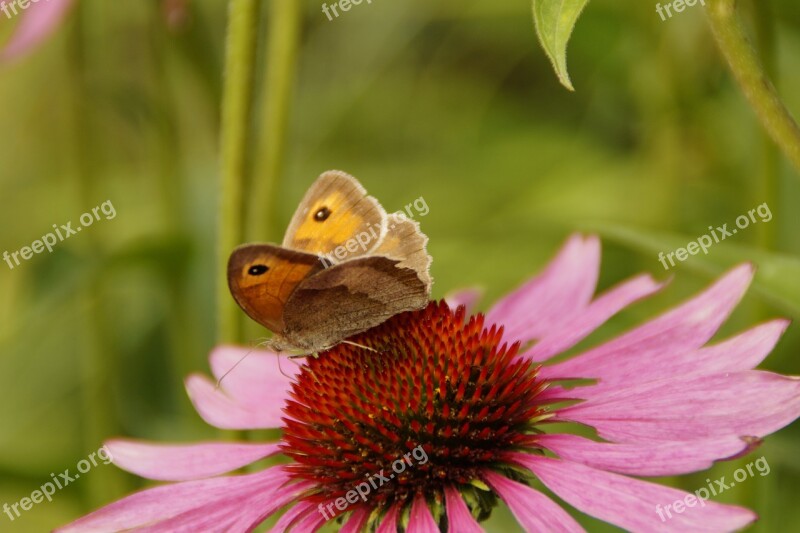 Echinacea Coneflower Blossom Bloom Flower