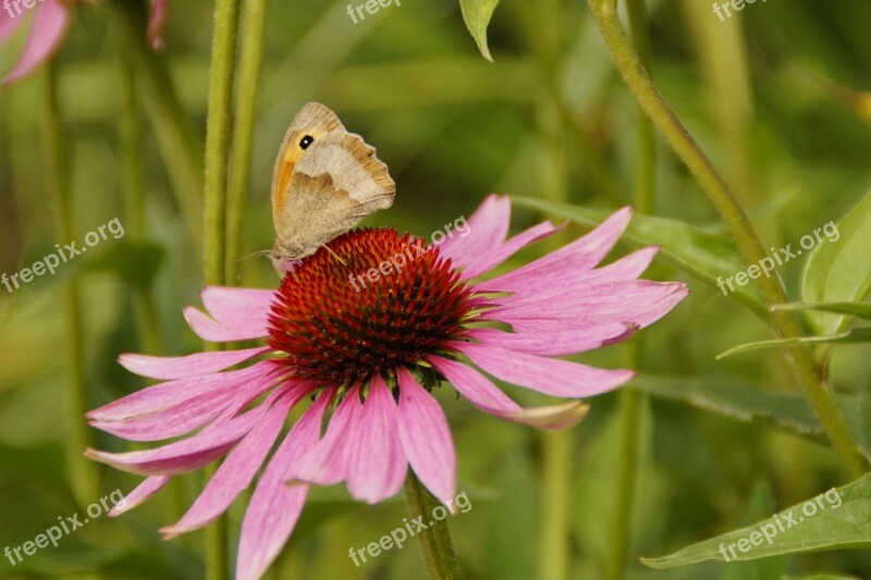 Echinacea Coneflower Blossom Bloom Flower