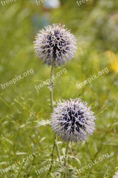 Flowers Balls Spherical Plant Flora