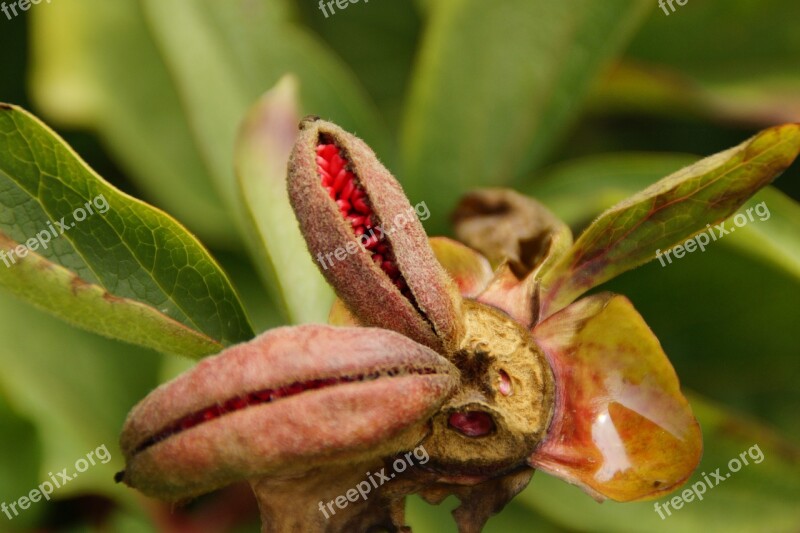 Seeds Was Capsule Burst Flora Botany