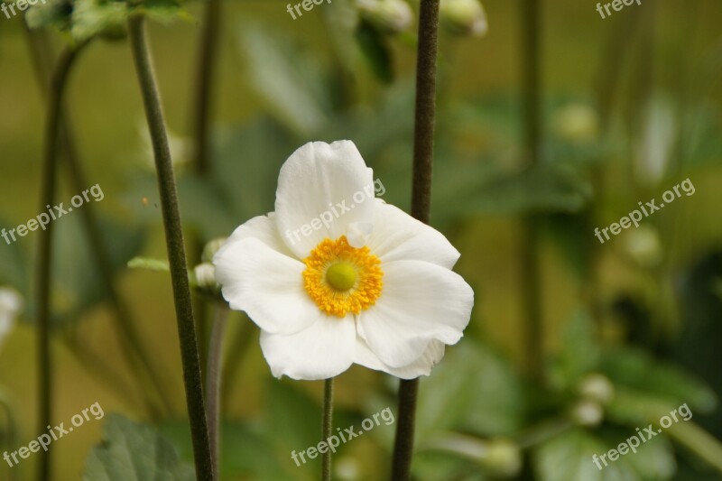 Anemone White Close Up Plant Blossom