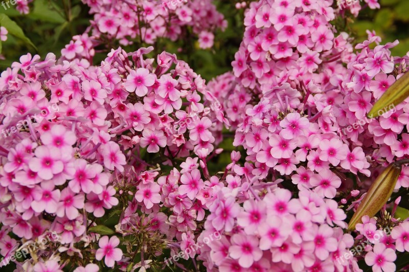 Phlox Pink Pink Flower Beautiful Farbenpracht