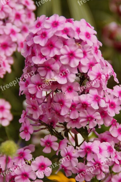 Phlox Pink Pink Flower Beautiful Farbenpracht