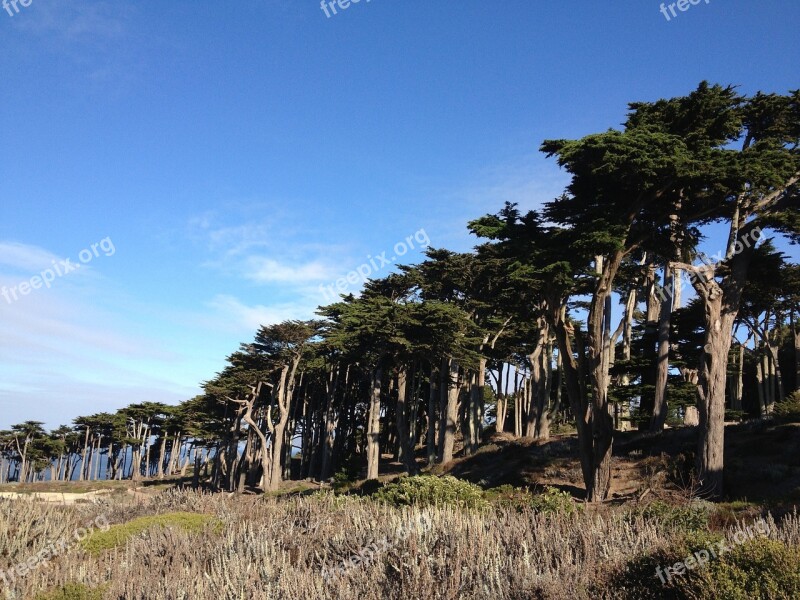 Forest San Francisco Trees Nature Landscape