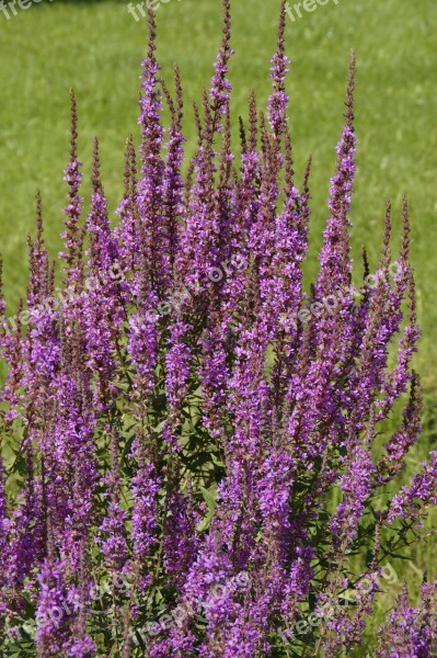 Plant Purple Inflorescence Bush Flowers