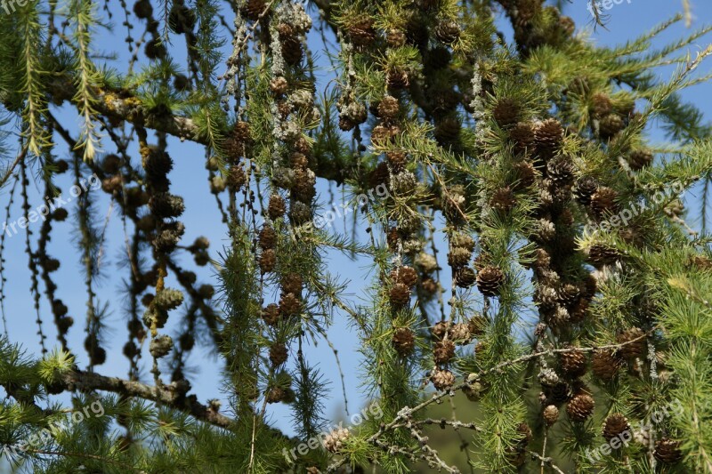 Larch Conifer Tree Tap Larch Cones