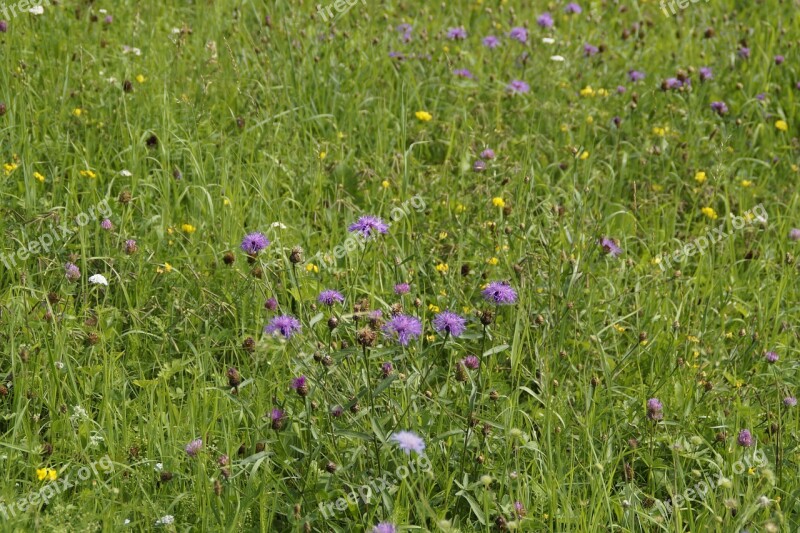 Meadow Flower Meadow Summer Summer Meadow Wild Flowers