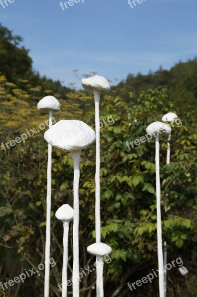 Art Mushrooms White Dummy Free Photos