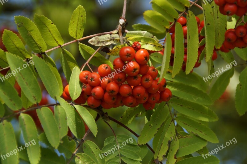 Mountain Ash Berries Rowan Red Fruits