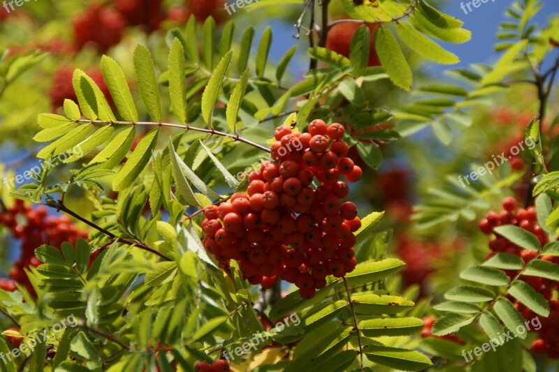 Mountain Ash Berries Rowan Red Fruits