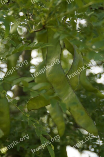 Pods Green Tree Tamarind Carob