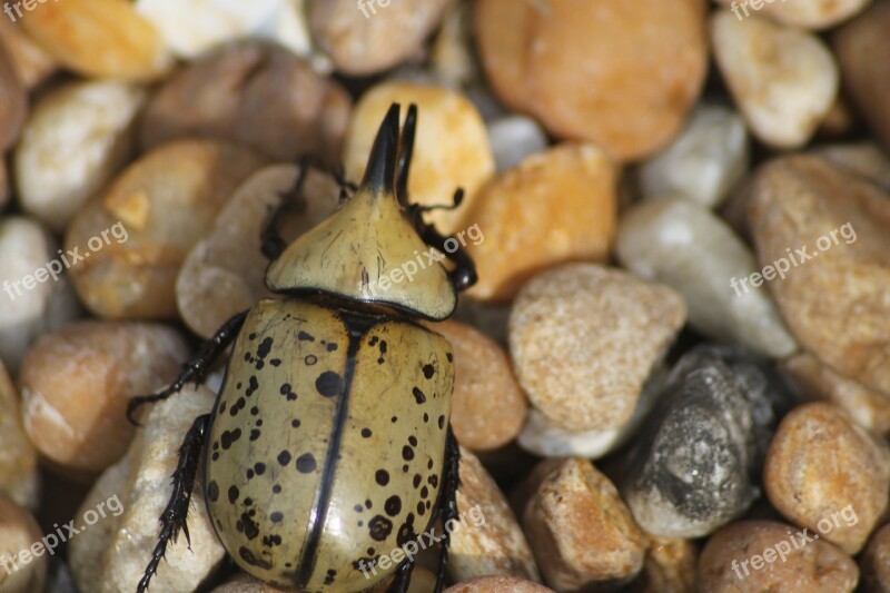 Beetle Outdoor Nature Bug Insect