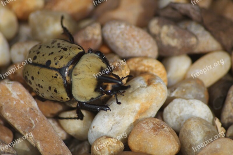 Beetle Outdoor Nature Bug Insect