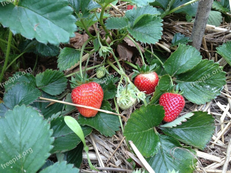 Strawberry Fruit Garden Nature Food