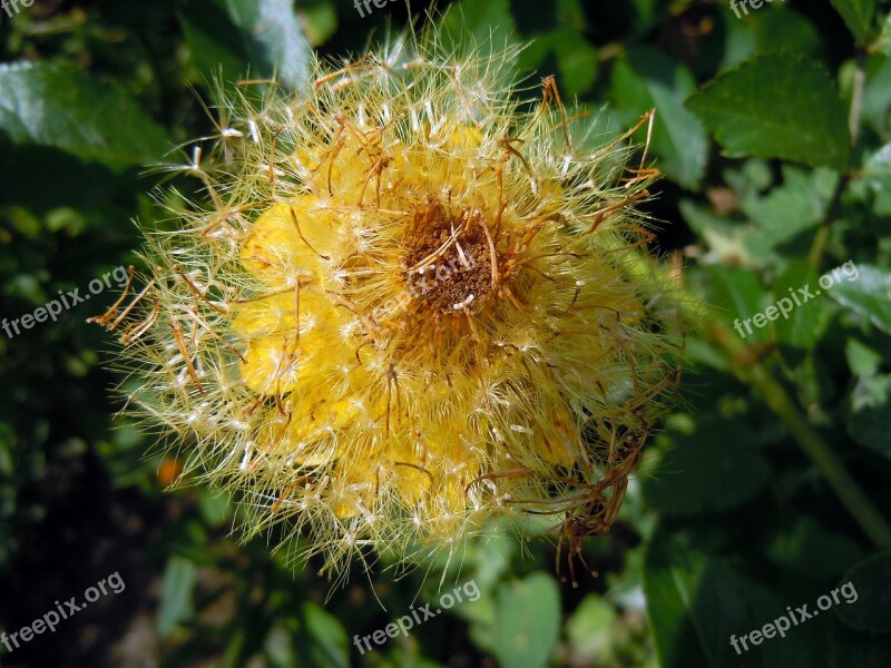 Summer Flower Yellow Flower Blossom Bloom