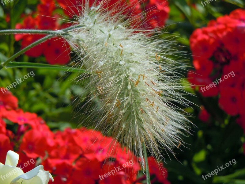 Grasses Hairy Green Plant Free Photos