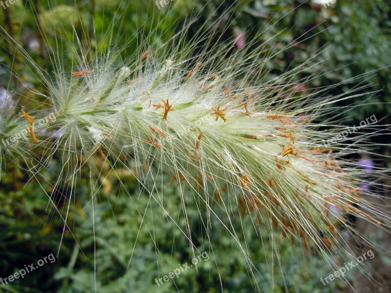 Grasses Plant Green Hairy Free Photos