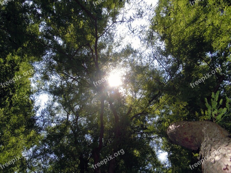 Treetop Trees Backlighting Ray Of Hope Sun