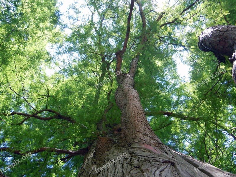 Forest Crown Tree Bark Free Photos