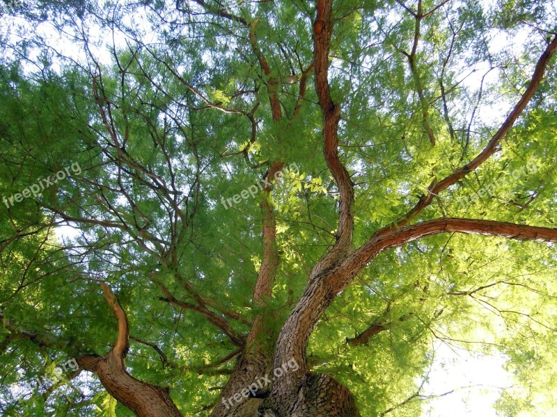 Treetop Crown Tree Foliage Free Photos