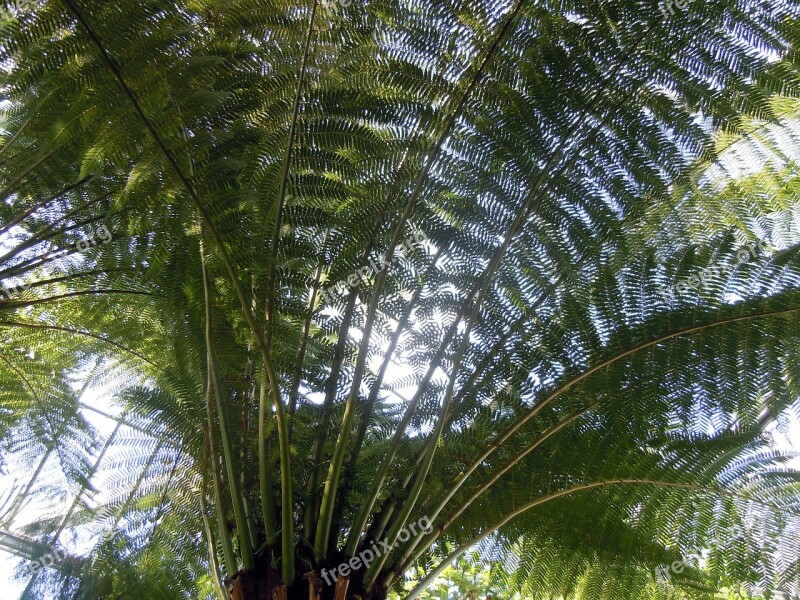 Palm Fronds Palm Fern Free Photos