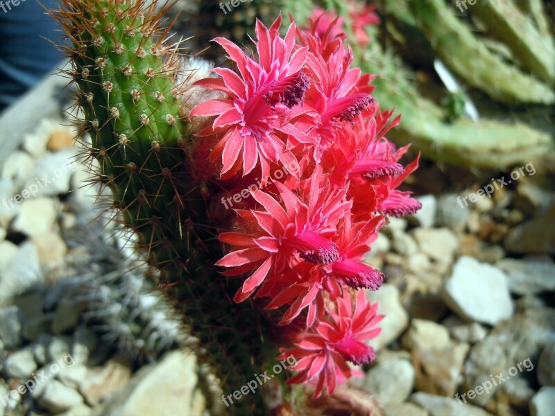 Flowers Cactus Cactus Flowers Cactus Greenhouse Free Photos