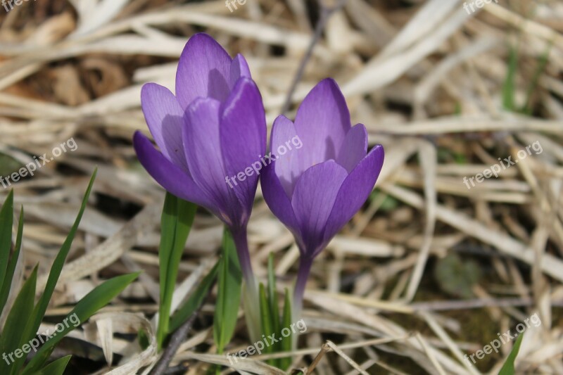 Crocus Flower Nature Plant Lilac